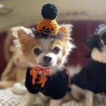 犬 ハロウィン かぼちゃ 帽子 ♡ 猫 ハロウィン 帽子 ペット ハロウィン帽子 かぼちゃ帽子 被り物 かぶりもの 冠 ニット帽 ニット