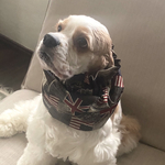アメリカ×イギリス★ユニオングレイ　犬用スヌード　中型犬用スヌード