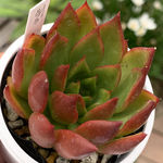 人気品種！★ルブラ 多肉植物 自家栽培 国産
