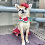 犬 スイカ スタイ 赤 ♡ 猫 スタイ ペット  首輪 スイカ帽子 ネックレス チョーカー バンダナ ビブ ポシェット 夏 アクセサリー