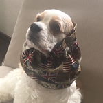 アメリカ×イギリス★ユニオンカーキ　犬用スヌード　中型犬用スヌード