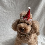 クリスマスミニミニサンタ帽子🎅ポインセチア付き　小さめ