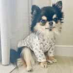 小花柄の長袖Tシャツ【ブルー】犬服