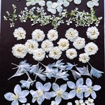 H-129 押し花 白花ミックス