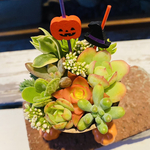 1点限り！多肉寄せ植え ハロウィン