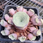 レア新種　多肉植物　グリーノビア　薫ローズ　1株