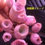 レア交配種　多肉植物　グリーノビア　姝玉ローズxピンクエルイエロ  1株