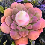 感謝SALE❣️超レア　多肉植物　グリーノビア　パルマ　1株