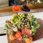 1点限り！多肉寄せ植え ハロウィン