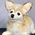 チワワとパピヨンのクロス