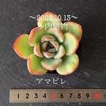 多肉植物　アマビレ❤︎