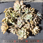 多肉植物　朧月❤︎