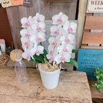 現品SALE●送料無料●コチョウラン【かわいい胡蝶蘭】プレゼントにも人気のお花♡ミキスマイル♪