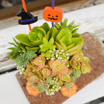 1点限り！多肉寄せ植え ハロウィン