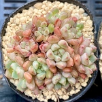 キュートバブル　群生多頭　韓国苗　多肉植物