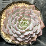  【SALE】アメイジンググレース❷   エケベリア カット苗　韓国苗　多肉植物