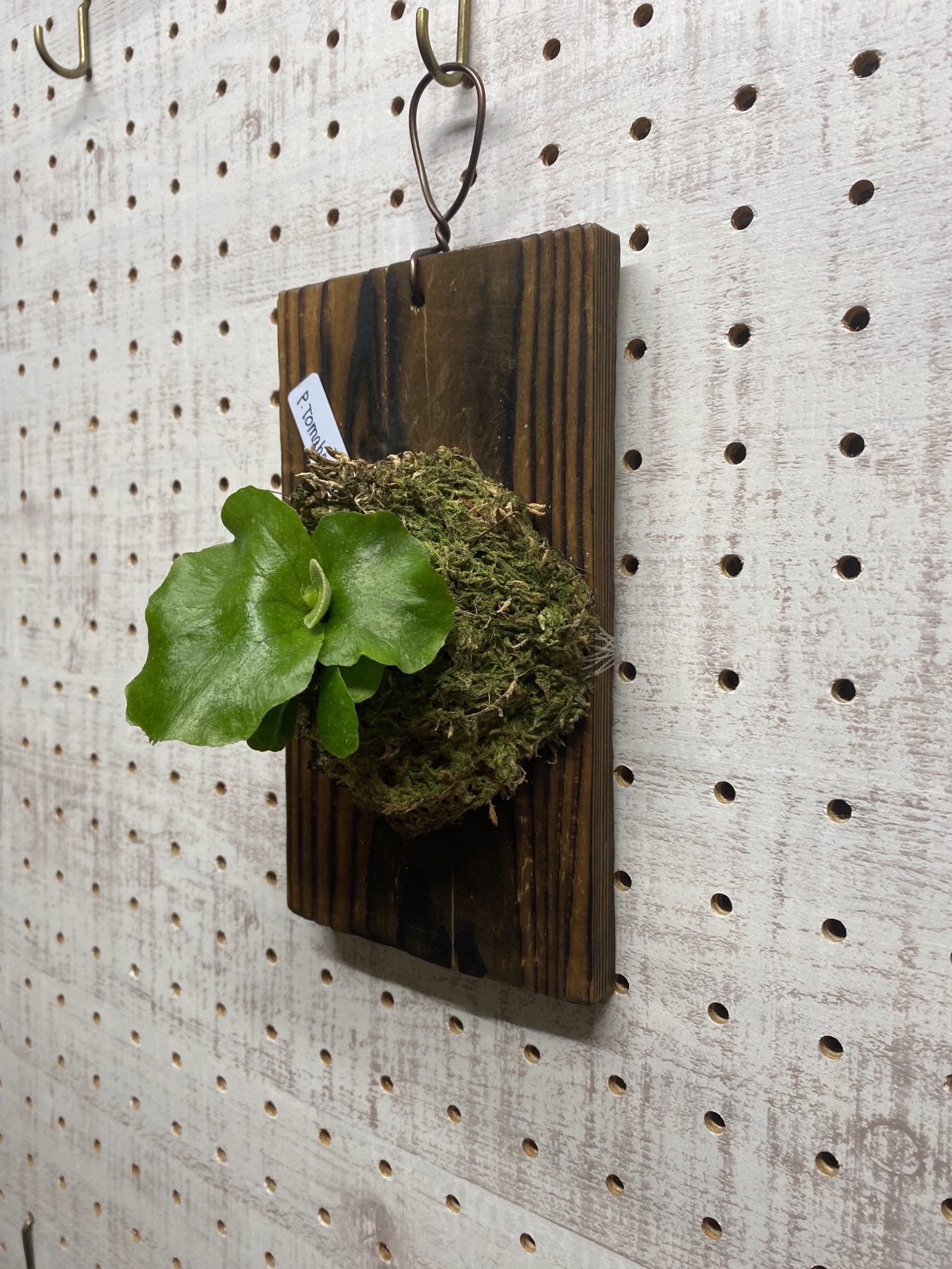 ビカクシダ トマホーク - hiyori_plants | minne byGMOペパボ 国内最大