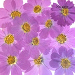 ♡new♡作家様必見♡ 可愛いコスモスお花がいっぱい♡ 押し花セット