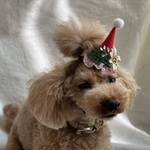 クリスマスミニミニサンタ帽子🎅ゴールドポインセチア付き　小さめ