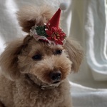 クリスマスミニミニサンタ帽子🎅赤ポインセチア付き　小さめ