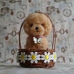 トイプードル　茶(籠入り)