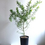 ●現品●新作●　※厳選美樹形　幹太ミモザの木　”ミモザ・ギンヨウ　銀葉アカシア （ロング94㎝～）鉢セット”　観葉植物　インテリア　シンボルツリー　ギフト　プレゼント　お祝い　おしゃれ