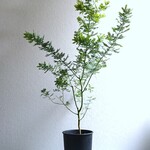 ●現品●新作●※厳選美樹形　幹太ミモザの木　”ミモザ・ギンヨウ　銀葉アカシア （ロング100㎝～）鉢セット”　観葉植物　インテリア　シンボルツリー　おしゃれ　鉢植え　ギフト　プレゼント　お祝い