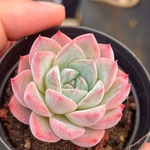 新作　多肉植物　エケベリア　佳夢　抜き苗　3.5cm  1株