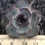 一期一会　多肉植物　エケベリア　毒リンゴxブルーベリー　カット苗　小苗　1株