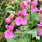 今がまき時　レーマニア・エラータ 70粒以上　耐寒性多年草