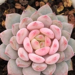 多肉植物　エケベリア　玉芙蓉　5cm   抜き苗　1株