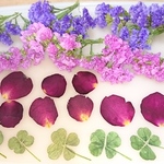 再販*ドライフラワー&押し花セット