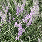 🌼【vine様】専用ページ