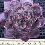 一期一会　多肉植物　エケベリア　毒リンゴx Latour  抜き苗　1株　大株