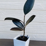 フィカス　開運☆観葉植物