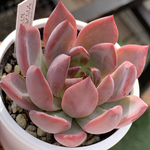 人気レア品種！★ラウリンゼ×ルブラ 多肉植物 自家栽培 国産