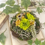 プリザーブドフラワー モスガーデン　〜Mos Garden〜  多肉植物風 アレンジメント 