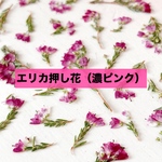 【濃ピンク】エリカ押し花