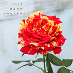 🌷鉢花 ミニバラ コルダナホーカスポーカス 5号(15cm) 高さ約50cm 鉢植え 花壇 庭