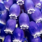 macoronが作った青く美しい瑠璃色のムスカリの芽出し球根10球‼️
