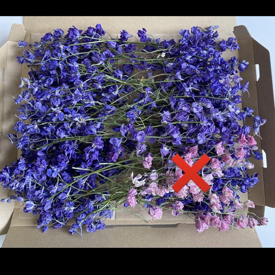 カワラハハコ　花かんざし　ドライフラワー カワラハハコドライフラワー☆母子草☆ドライフラワー花材