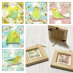 豆額　セキセイインコ