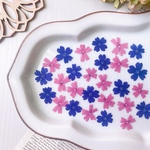 【押し花素材】タピアン　ミックス　　pressed flowers