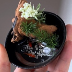 [⚠️B品] 陶器の小皿の和風ビオトープ(お写真のものをお届けします)