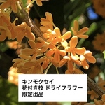 【限定販売】キンモクセイ 花付き枝 ドライフラワー ＊金木犀 宅急便100サイズ