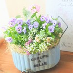 ❀パステルカラーのビオラとナデシコ　可愛いお花の寄せ植え　贈り物にも