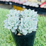多肉植物　沙羅姫蓮華