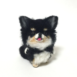 ちびっこ☆チワワ～ン♪ペロりんやんちゃなブラックタンちゃん