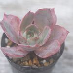 ヘラ＊多肉植物