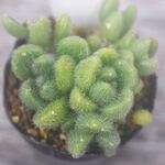 ヒントニー＊多肉植物